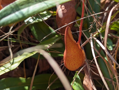 Nepenthes abalata
