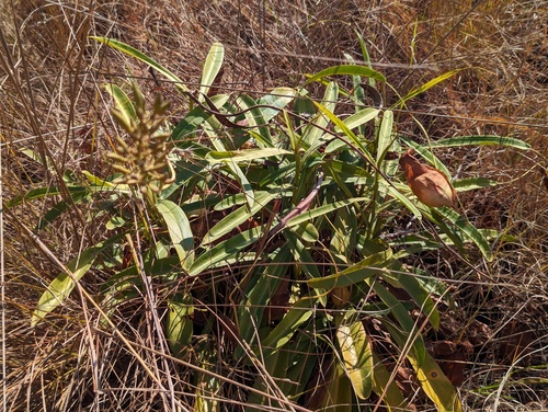 Nepenthes abalata