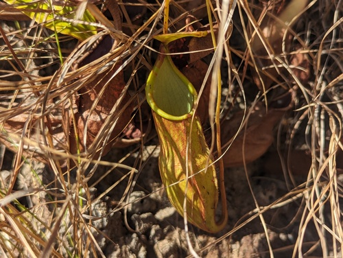Nepenthes abalata