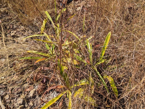 Nepenthes abalata
