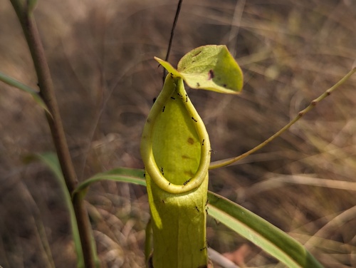 Nepenthes abalata
