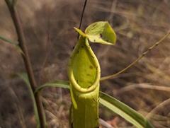 Nepenthes abalata