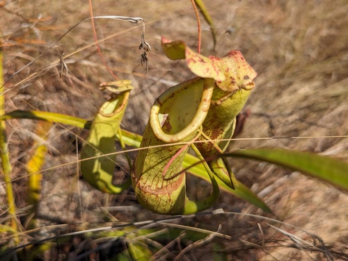 Nepenthes abalata