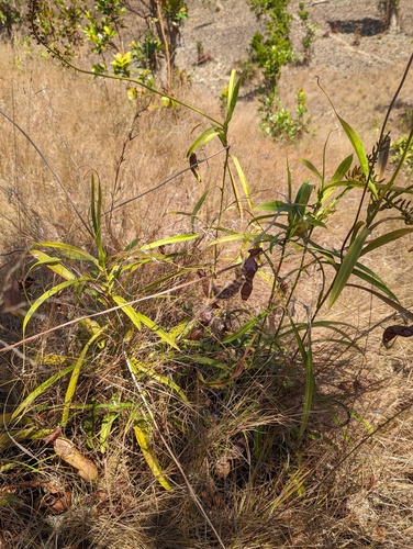 Nepenthes abalata