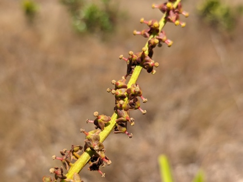 Nepenthes abalata