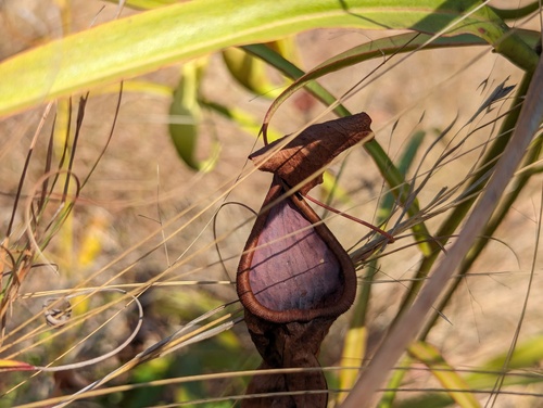 Nepenthes abalata