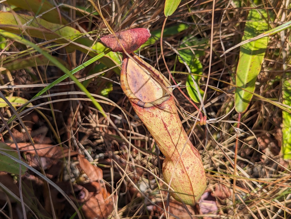 Nepenthes abalata