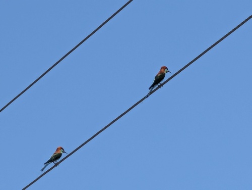 Rufous-crowned Bee-eater (Merops americanus), photo 8