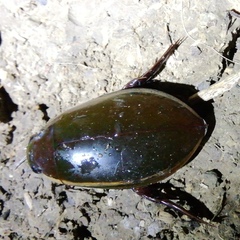 Cybister lateralimarginalis