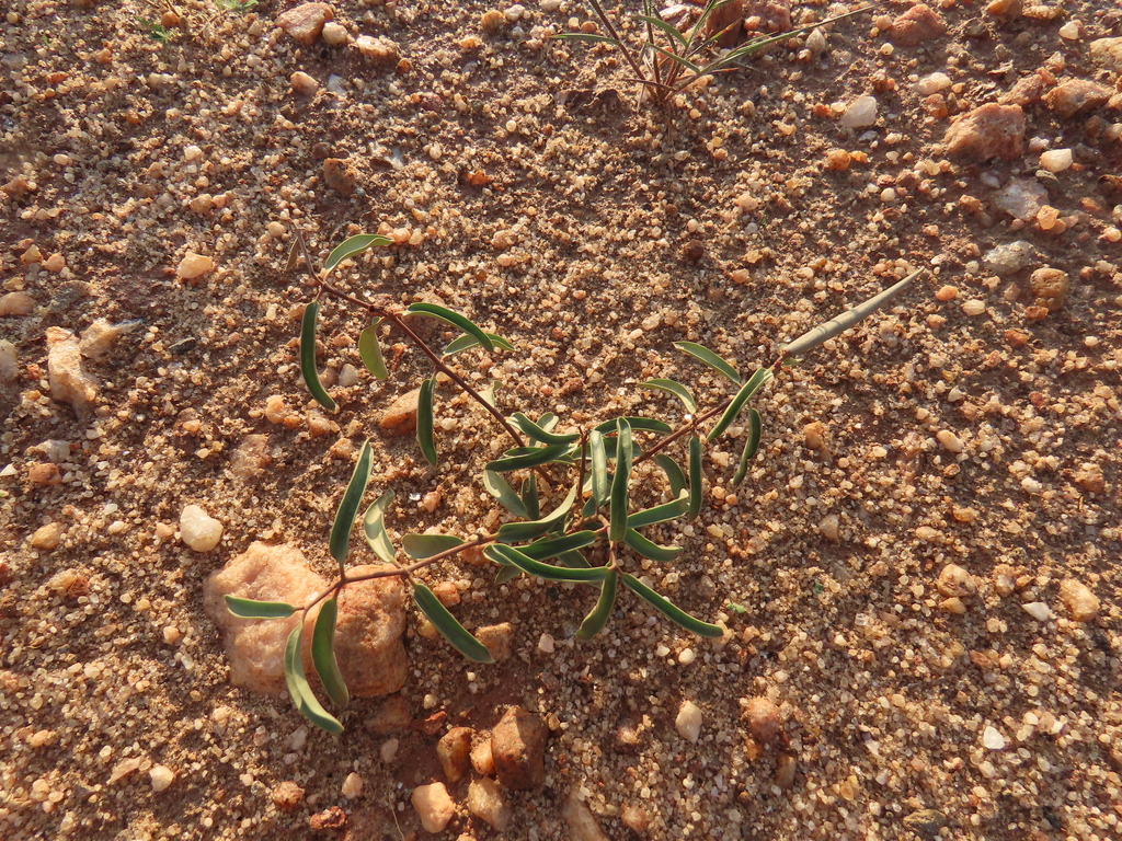 Raphionacme lanceolata, Khomas Region, Namibia