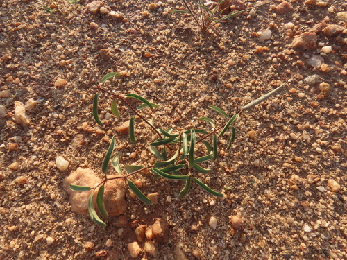 Raphionacme lanceolata