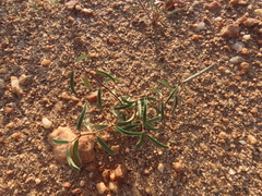 Raphionacme lanceolata