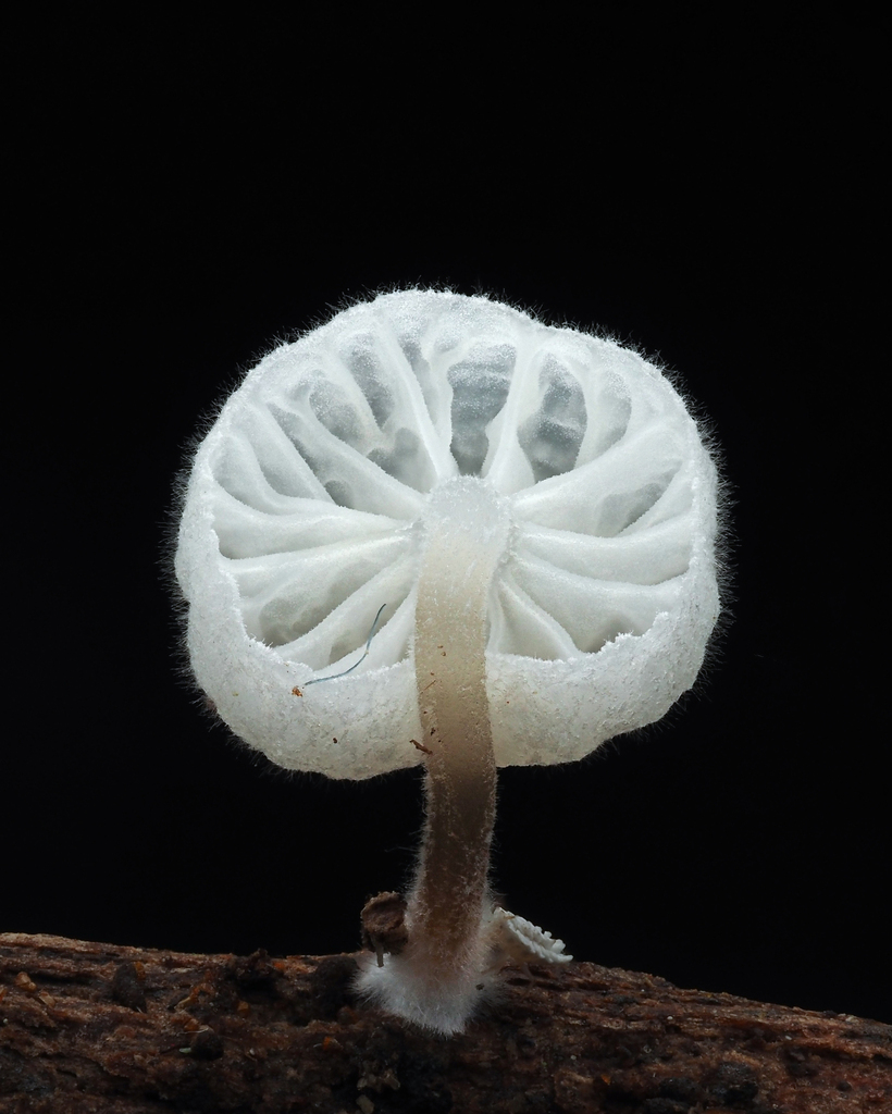 Marasmiellomycena