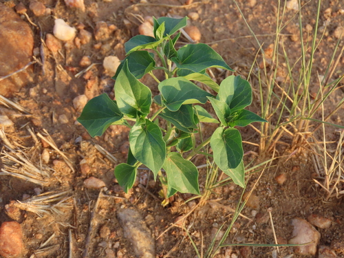 Image of Pentarrhinum insipidum by no rights reserved
