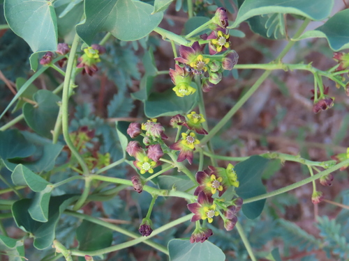 Image of Pentarrhinum insipidum by no rights reserved