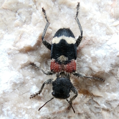 pestroš veľký (Clerus mutillarius)