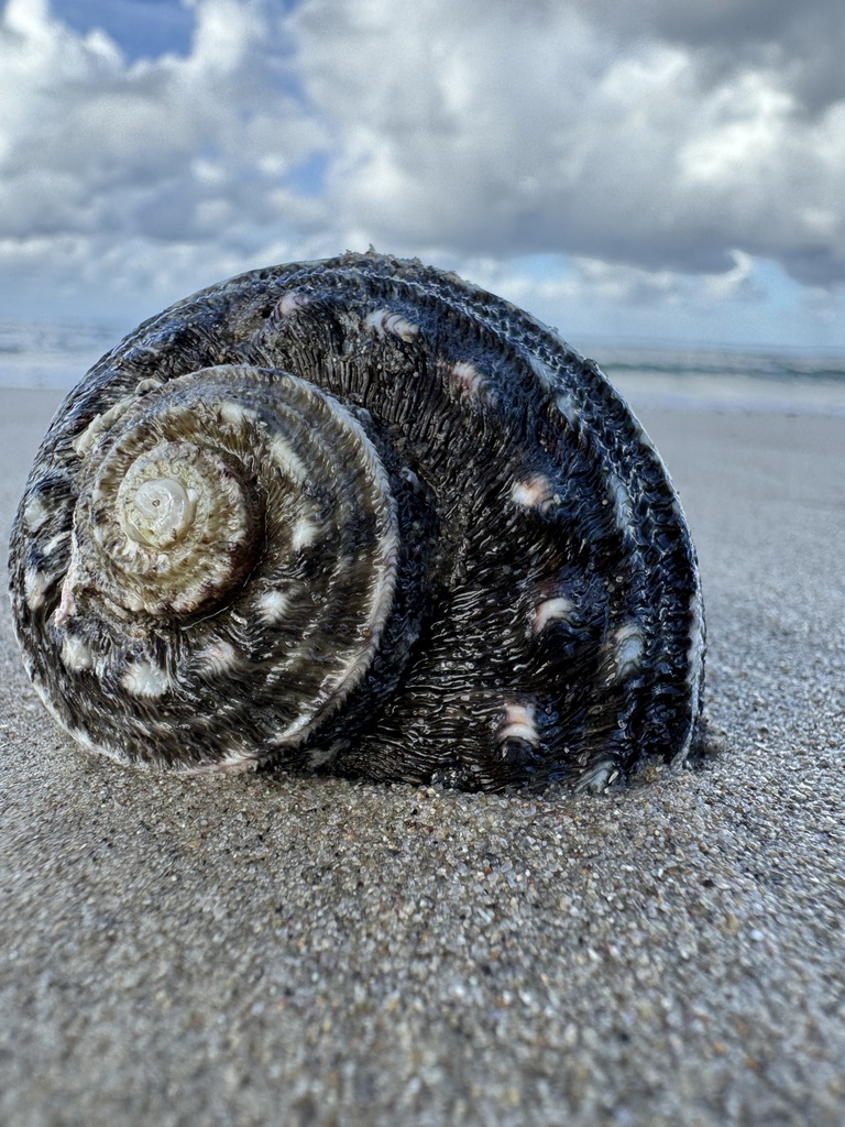 Sharp Turban Shell Rough turban shell from Coral Sea, Lennox Head, NSW, AU on March 8 ...
