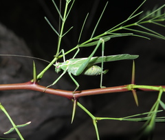 Insara elegans elegans