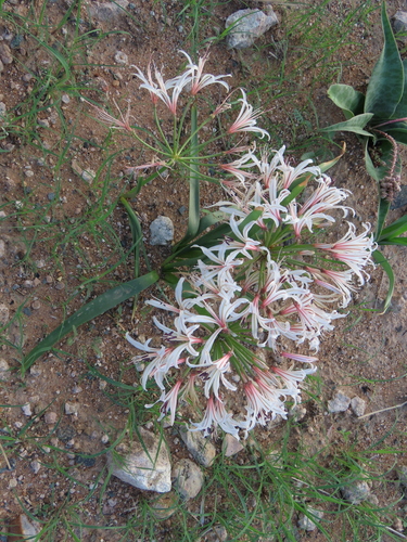 Image of Nerine laticoma by no rights reserved