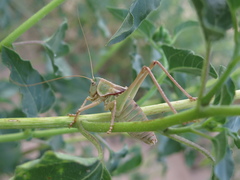 Pediodectes haldemanii