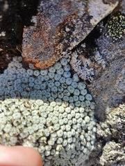 Raoulia mammillaris, photograph author not stated, no rights reserved