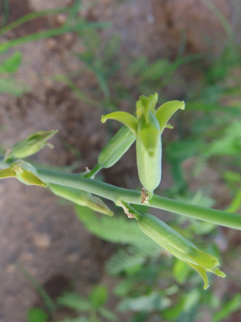 Dipcadi bakerianum, Otjozondjupa Region, Namibia