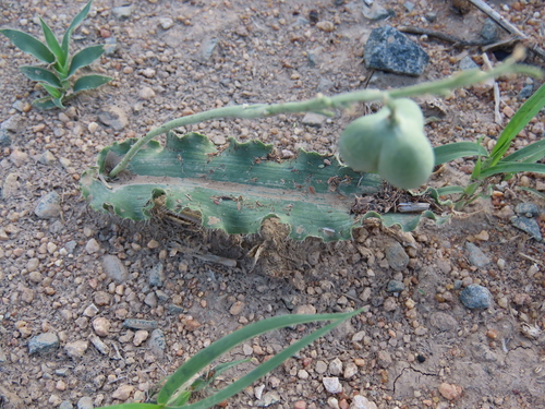 Dipcadi platyphyllum