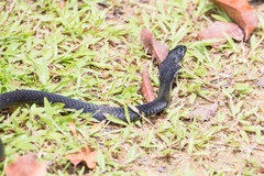 Naja sumatrana