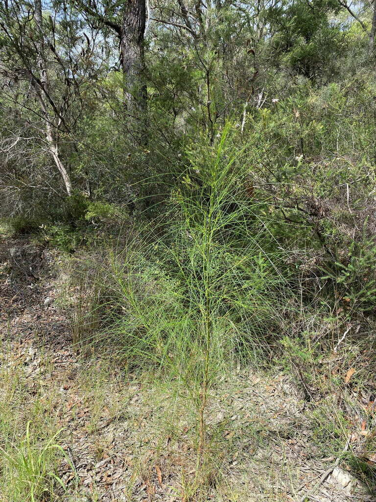 native broom from Patonga NSW 2256, Australia on March 6, 2024 at 03:04 ...