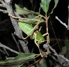 Pediodectes haldemanii