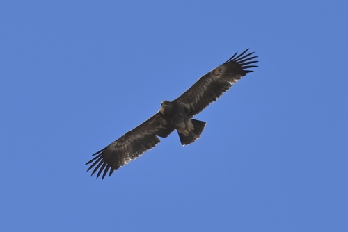 Steppe Eagle