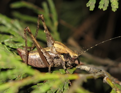 Neduba sierranus