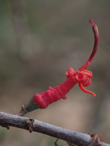 Plicosepalus acaciae