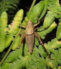 Neduba sierranus