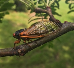 Magicicada cassinii