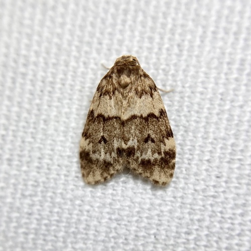 Scaphidriotis xylogramma Turner, 1899