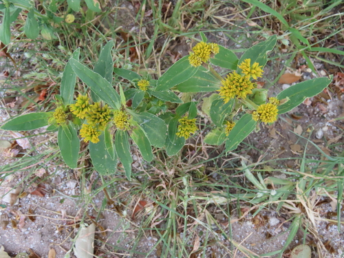 Image of Flaveria bidentis by no rights reserved