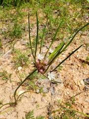 Allium canadense canadense