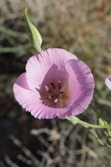 Calochortus striatus