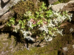 Sedum ternatum