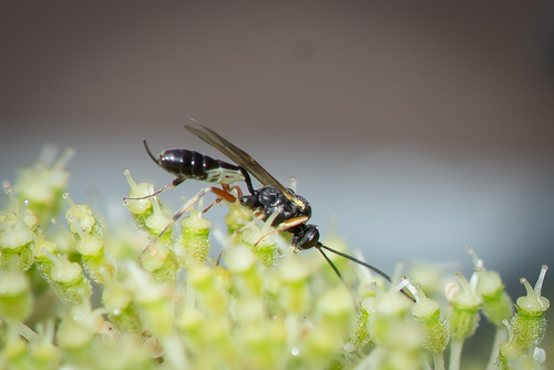 Diadegma