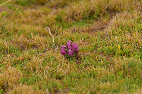 Image of Gentianella concinna by (c) Christopher Stephens, some rights reserved (CC BY-SA)