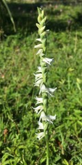 Spiranthes vernalis image