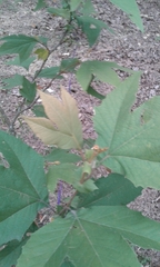 Platanus mexicana
