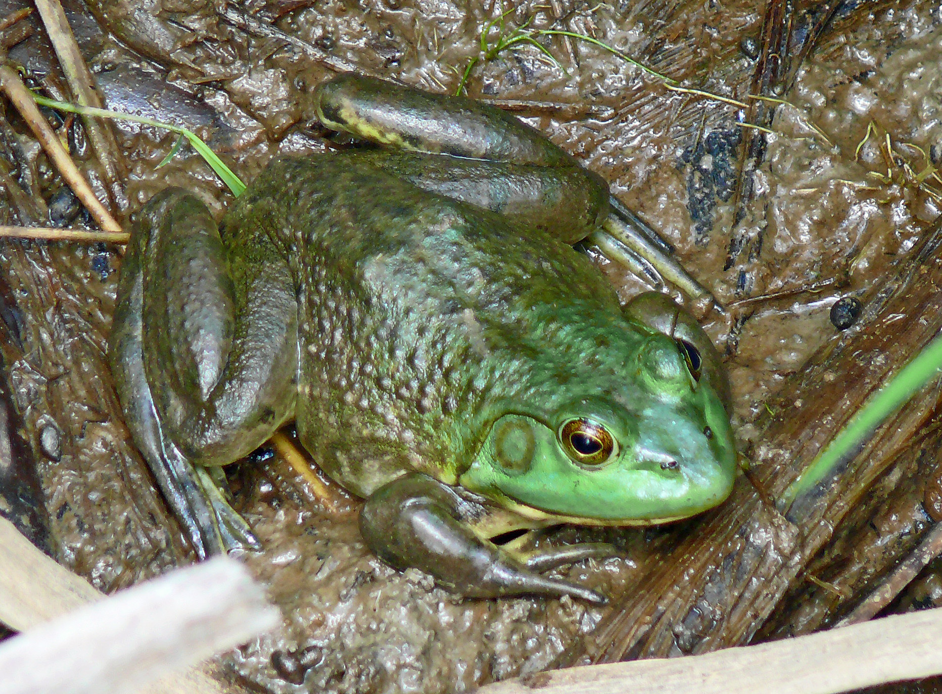 American Bullfrog (Lithobates catesbeianus) – Amphibians and Reptiles of  Iowa