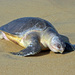 Olive Ridley Sea Turtle - Photo (c) Bernard Gagnon, some rights reserved (CC BY-SA)