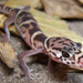 Gecko Atigrado - Photo (c) 
Vladlen Henríquez, algunos derechos reservados (CC BY-SA)