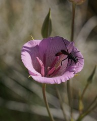 Calochortus striatus
