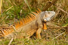 Green Iguana - Photo (c) Rainer Hungershausen, some rights reserved (CC BY-NC-ND)