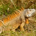 Iguana iguana - Photo (c) Rainer Hungershausen,  זכויות יוצרים חלקיות (CC BY-NC-ND)